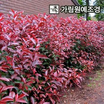 홍가시 가림원예조경, 레드로빈 삽목2년 (5개세트)