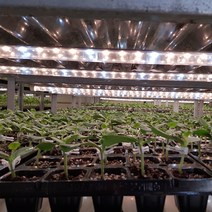 육묘장 직송 베란다 원예용 주말농장 수박모종 호피수박모종 5주 10주 20주 40주, 푸띠 호피수박 모종 10주