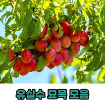 유실수 과실수 과일나무 묘목 모음, 대봉감나무접목묘