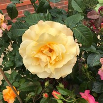 리서스원예 사계장미 유럽 독일 땅장미 서니스카이 장미 묘목