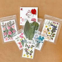 압화(누름꽃) 모음전-A그룹, GH-7