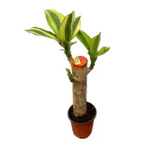 무늬 행운목 수경식물 실내식물, 1개