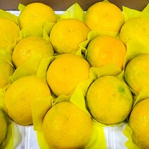 제주 황금향 선물세트 3kg 5kg 10kg, 선물용 3kg(7-15과)