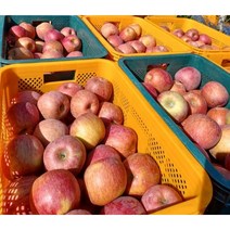 밀양 얼음골 사과 아삭하고 달콤한 꿀맛 가정용 사과, 부사 사과 2.5kg내외(10-13과)