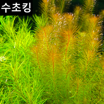 수초킹 키우기 쉬운 초보수초 로타라 sp. 베트남 레드, (특가) 15촉