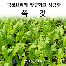 [모종심는아빠] 국물요리에 향긋하고 상큼한 쑥갓, 모종6포트