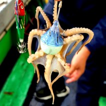 [셀링뉴] 히든훅 쭈꾸미 신형쭈꾸미 애자 애기 에기 갑오징어애자 문어애자 세트 추천 단독출시, 15호, 핑크