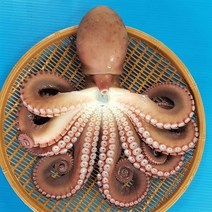 후포 광명수산 동해안 참문어, 1마리, 2kg(선물/제수용)