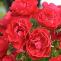 [나무의모든것] 장미 포트묘(줄장미 사계땅장미), 사계줄장미 넝클(스칼렛 빨강), 1개