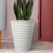 40cm 큰 화분 높은 식물 산세베리아 타이거하니 여인초 키우기, 펄골드
