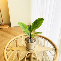 앙플랜트 크림독일토분 소품 공기정화식물 set모음전, 뱅갈고무나무 소품/기본 플라스틱 포트
