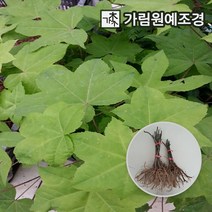 민엄나무 민음나무 1년생 특묘 상묘, 민엄나무 근삽 1년생 상묘(1개)