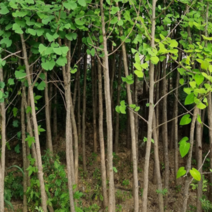 (SR소망)은행나무묘목(실생6년)(분) 1그루, 1개