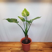 무지개정원 알로카시아 60-80cm 외목대