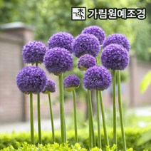 알리움 8종 구근 글래디에이터 드럼스틱 기간티움 마운트에베레스트 엠버서더 크리스토피 럭키벌룬 2023년 신상품 가림원예조경, 글래디에이터(2구세트)