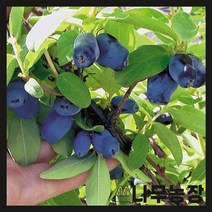 (나무농장) 하니베리 5치포트