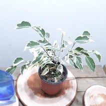 [강추] 칼라벤자민 공기정화식물 실내인테리어식물 18951EA, 본상품선택