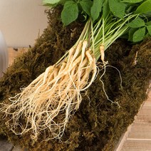 정읍농부의 새싹삼 대 (20cm 내외) 새싹인삼 쌈채소 수경재배, 새싹삼 대 50뿌리 (20cm 내외)