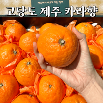 제주 카라향 산지직송 고당도 제철과일, 카라향(가정용), 10kg