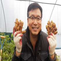 시골팜 생산자직발송 울금종자(특) 심는법 판매자 팁 10kg, 시골팜 생산자직발송  울금종자(특) 10kg