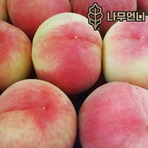 복숭아나무 황도 백도 신비복숭아 월천백도 중생황도 나무언니, 월천백도 접목1년 특묘(2개묶음)