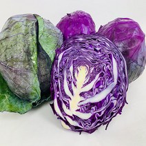 농부곳간 적양배추 1통 1.3kg 내외, 01. 적양배추 1통 1.3kg
