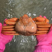 [울진홍게] 먼 바다조업 울진 후포 박달홍게 2kg(자숙/4-5마리), 단품