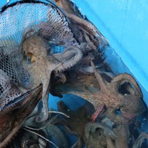 [새벽조업] 통영 자연산 돌문어 1kg (1-3미)