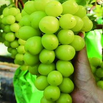 선물용1kg특등품샤인머스켓 스테비아급샤인머스켓, 샤인머스켓2kg