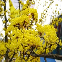 착한가격 나무생각 / 산수유 / R2~3 / 개화주, 주