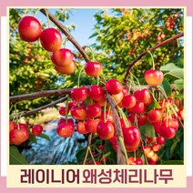 체리나무 묘목 왜성체리 콜트대목 레이니어 접목1년생 뿌리묘 1개