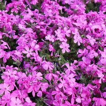 꽃잔디 x 10포트 야생화 봄꽃 다년생, 홍설x10포트