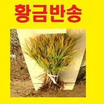 (G소망)황금반송 묘목(키 약40센치) 1그루