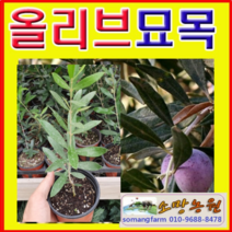 (D소망)올리브묘목 삽목2년(포트) 3그루