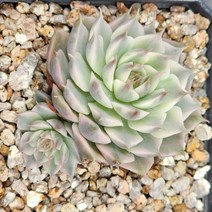 다육( 마가렛금)랜덤, 1개