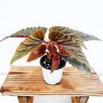 꽃나무팜 서브하웨이 베고니아 희귀식물 잎이아름다운식물 공기정화 선별배송 한개금액입니다