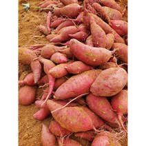 해남 햇고구마 비세척 밤고구마(진율미) 특상 중상, 중상 5kg, 중상 5kg