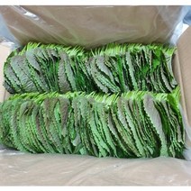 [GAP인증]찹찹이 밀양깻잎 500g 산지직송 직접재배 한 당일수확 찹찹이 깻잎, 1개