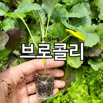 브로콜리 모종 10개 텃밭 모종씨앗 브로콜리 모종 채소 모종키우기 미니텃밭 쌈