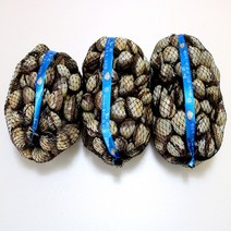 일등농수산 벌교꼬막 특대 1kg