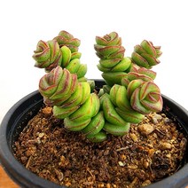 꽃나무팜 성을녀 다육식물 선인장 초보 국민다육 키우기쉬운식물 별모양 탑모양 선별배송
