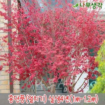 착한가격 나무생각 홍단풍(얼치기) 실생4년 (1m~1.2m)