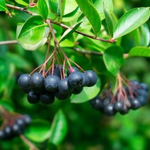 아로니아 결실주 실생3년 묘목 1주 키움원예 조경수, 본상품선택, 1개