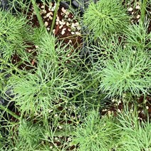 모종/ 허브-딜 : 포트4개 MJ96, 1개