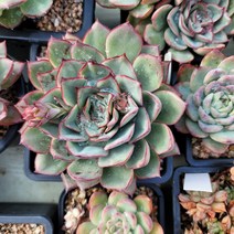 보금이다육 문가드니 - 20