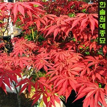 사계접목홍단풍(블러드굿), 04. 접목홍단풍-H1.0m(특)