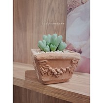 축전 코노피튬 하트다육이