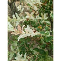 묘목/화이트핑크셀릭스/성목R3 N0614