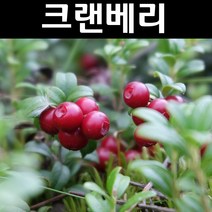 크랜베리 나무 묘목 삽목2년 포트묘 1개/가정/정원/과수