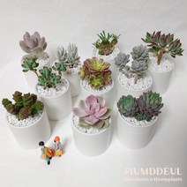 다육식물 홍미인 심플 모던 세라믹 화분 set - 완성품 답례품 인테리어 생일 승진, 당인
